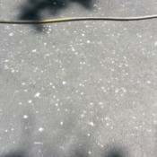 Cleaning Pine Sap Off a Newly Sealed Asphalt Driveway - sap spots all over driveway