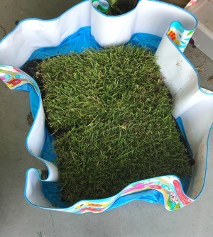 Dog Potty Spot Made from Sod Squares - sod in a pool