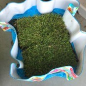 Dog Potty Spot Made from Sod Squares - sod in a pool