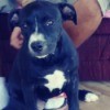 Is My Dog a Full Blooded Pit Bull? - black and white dog