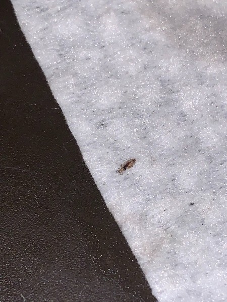 Identifying a Small Brown Bug