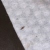 Identifying a Small Brown Bug - bug on white background