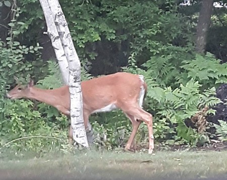 Hungry Afternoon Visitor