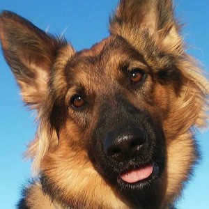 Is My Dog a Purebred German Shepherd? -closeup of a Shepherd