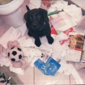 Hannah (Labrador Retriever) - black Lab puppy after dumping trash basket and shredding paper