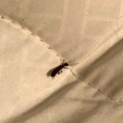 Identifying Small Brown Bugs - bug on mattress