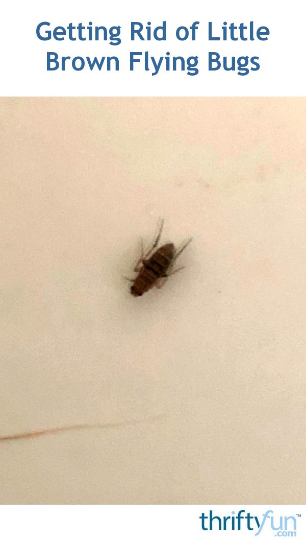 Getting Rid of Little Brown Flying Bugs? ThriftyFun