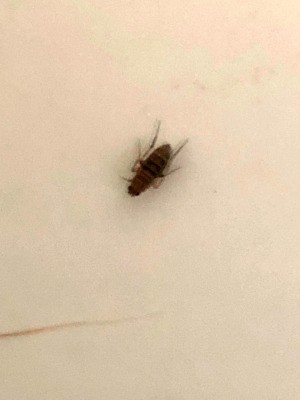 Getting Rid of Little Brown Flying Bugs - long somewhat striped bug