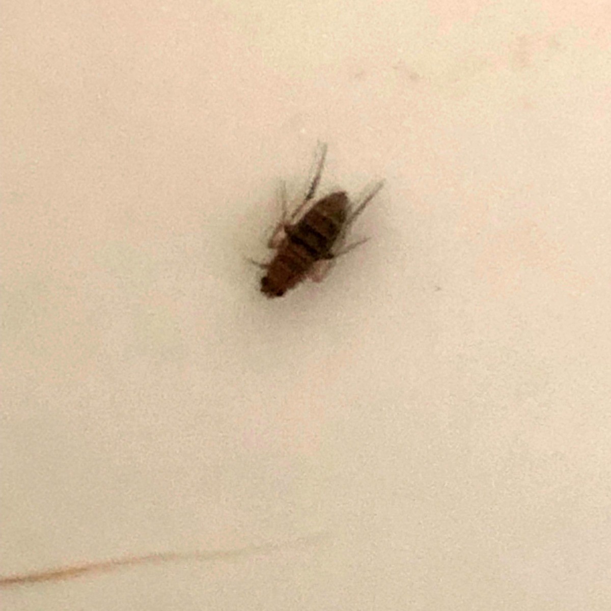 Tiny Brown Flying Bugs In Bedroom Www Cintronbeveragegroup Com   Getting Rid Of Little Brown Flying Bugs Tx5 