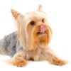 A Yorkshire terrier licking his lips.
