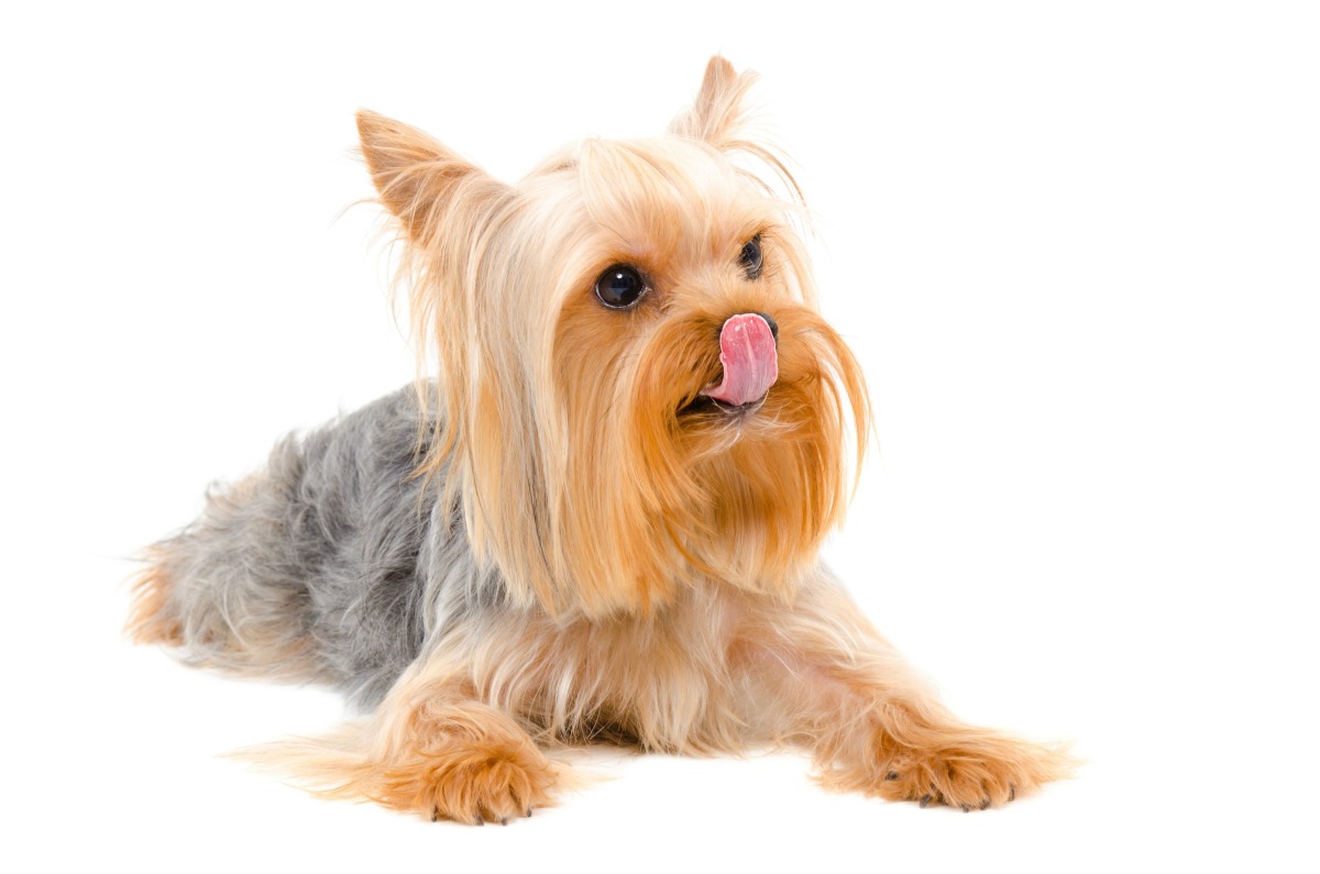 best homemade dog food recipes for yorkies