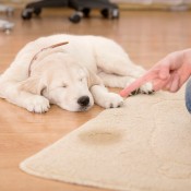 Dog getting in trouble for pee on carpet.