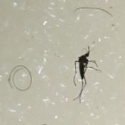 Getting Rid of Bugs in Human Hair - long dark bug with very long legs