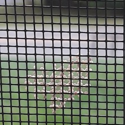 Help Identifying Insect Eggs - white eggs on screen