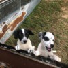What Breed Are My Puppies? - white and black dogs with freckles in a pen
