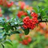 Firethorn berries and leaves.