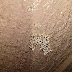 Identifying Insect Eggs - round eggs on T-111 type siding