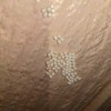 Identifying Insect Eggs - round eggs on T-111 type siding