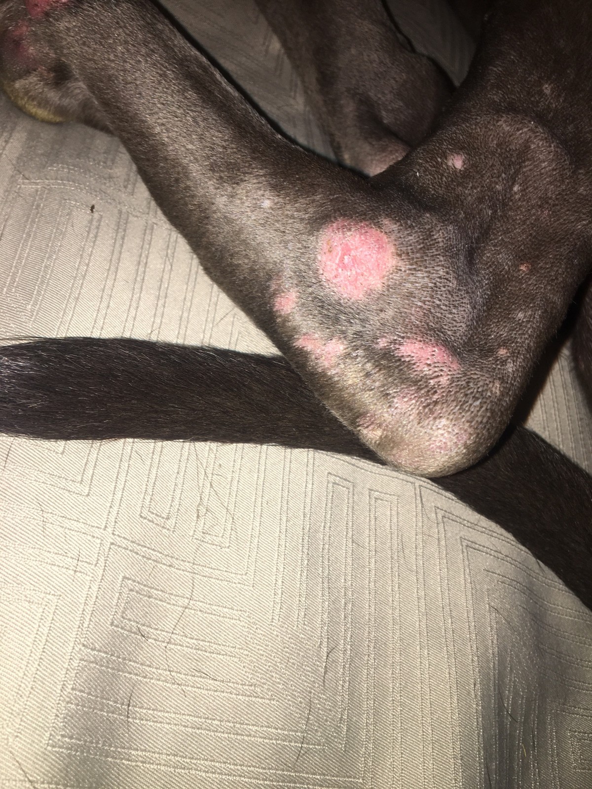 Treating a Dog's Rash ThriftyFun