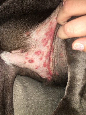Red Splotchy Rash on Dog - skin view