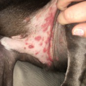 Red Splotchy Rash on Dog - skin view