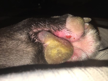 Red Splotchy Rash on Dog