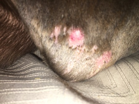 Red Splotchy Rash on Dog