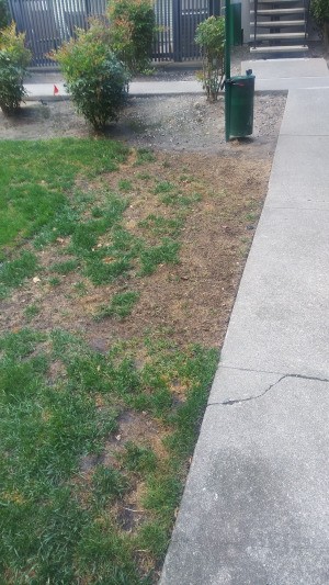 New Sod Dying - large brown area where grass should be