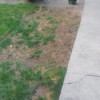 New Sod Dying - large brown area where grass should be