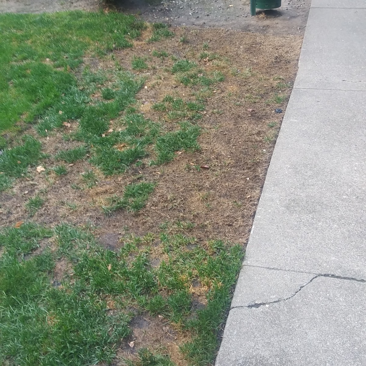 New Sod Dying? | ThriftyFun New Sod Turned Brown Is It Dead