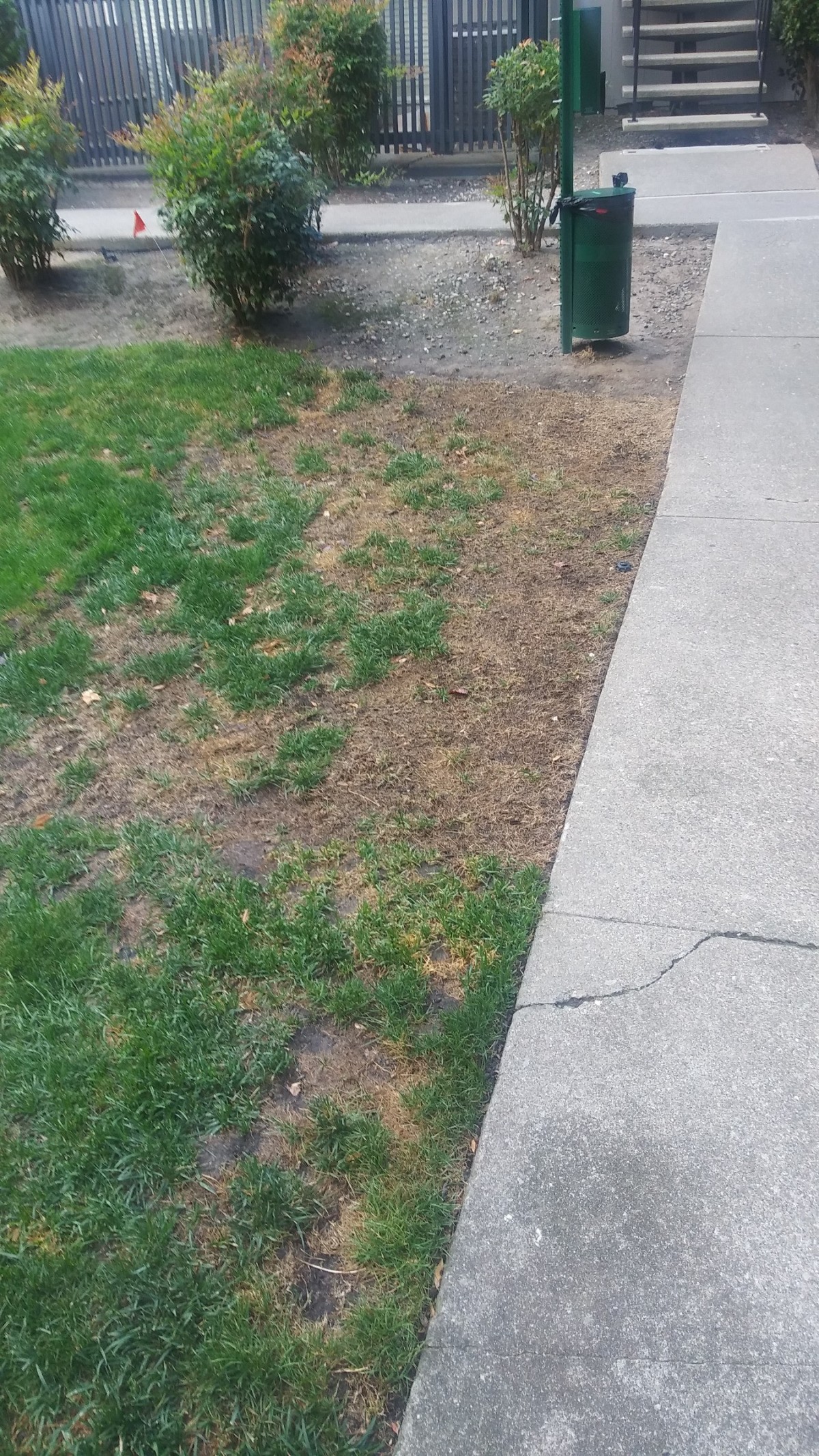 New Sod Dying? | ThriftyFun New Sod Turned Brown Is It Dead