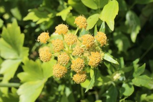 leaves and flowers