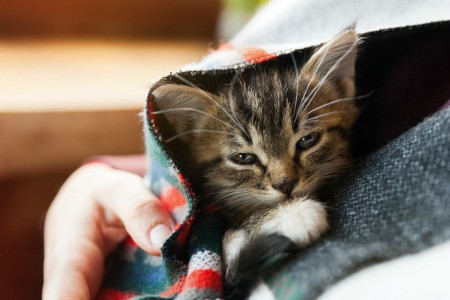 A small kitten in a blanket.