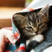 A small kitten in a blanket.