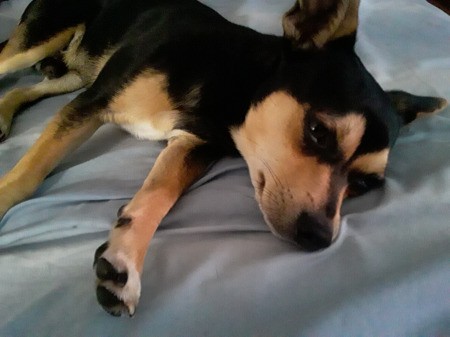 Is My Dog a Purebred Chihuahua?