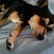 Is My Dog a Purebred Chihuahua?