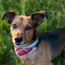 A small dachshund/terrier mix dog on a grassy background.