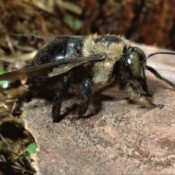 A carpenter bee burrowing in wood.
