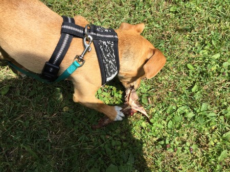 Is He a Chihuahua or a Chiweenie?