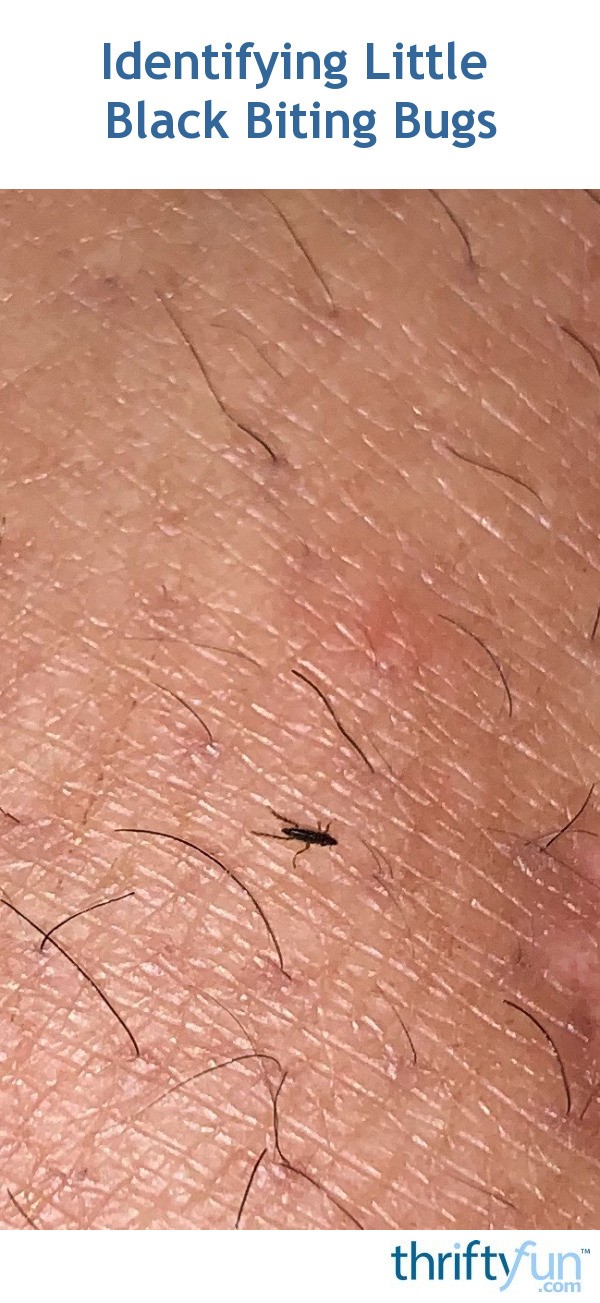 Identifying Little Black Biting Bugs? ThriftyFun