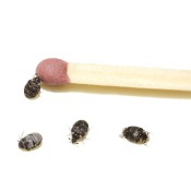 Small black bugs smaller than the tip of a match.