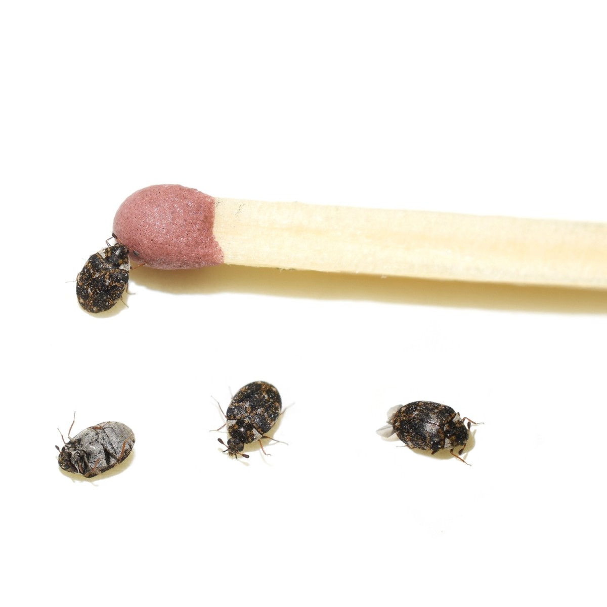 Getting Rid of Tiny Biting Black Bugs | ThriftyFun