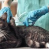 A vet giving a cat a vaccination.