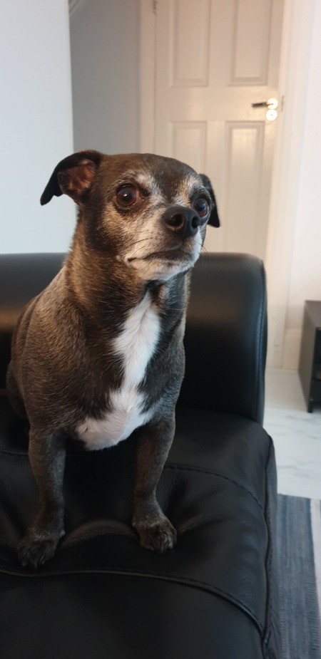 Is My Dog a Chiweenie? - brown and white chubby dog