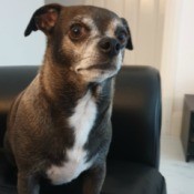 Is My Dog a Chiweenie? - brown and white chubby dog