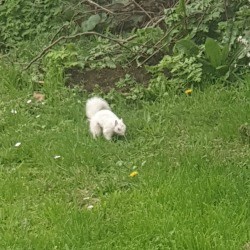Snow White Squirrel (UK) - white squirrel in grass