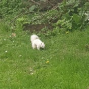 Snow White Squirrel (UK) - white squirrel in grass