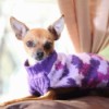 Bella (Chihuahua) - brown dog in a purple and white sweater