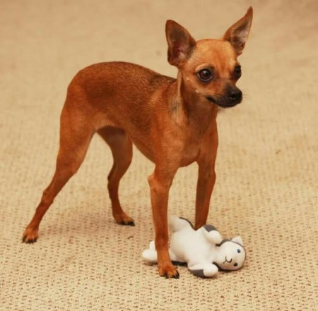 Bella (Chihuahua)
