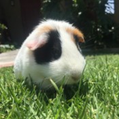Kisses (Guinea Pig) - tri-color Guinea pig in the grass